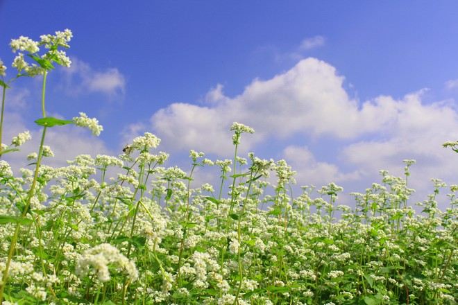 Boromwat四季花田_賞蕎麥