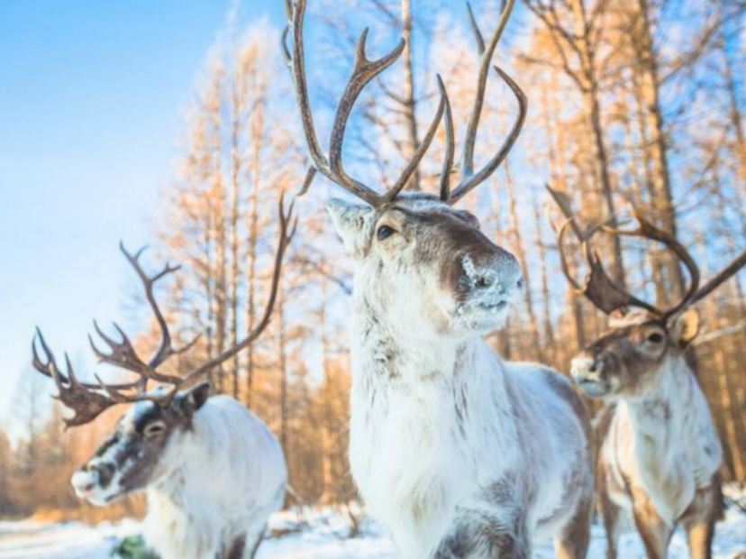 大興安嶺鹿鳴部落