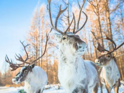 大興安嶺鹿鳴部落