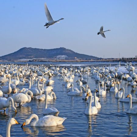 【5鑽】天鵝共舞‧溫泉療癒  山東(青島、威海、蓬萊、煙台)6天純玩團 亞洲最大天鵝越冬棲息地之一～天鵝湖公園、蓬萊閣、煙台山公園、火炬八街、幸福門、青島棧橋、八大關、張裕葡萄酒博物館、香海溫泉
