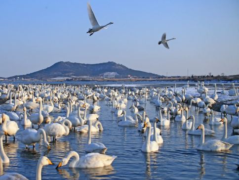 【5鑽】【青島航空】天鵝共舞‧溫泉療癒  山東(青島、威海、蓬萊、煙台)6天純玩團 亞洲最大天鵝越冬棲息地之一～天鵝湖公園、蓬萊閣、火炬八街、幸福門、青島棧橋、八大關、張裕葡萄酒博物館、香海溫泉♨️