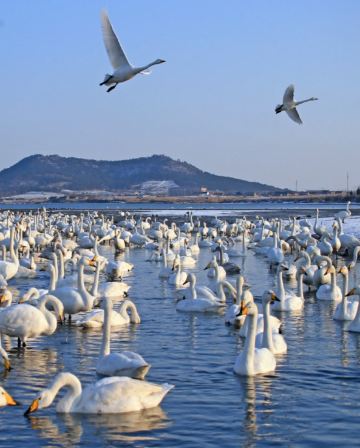 【5鑽】【青島航空】天鵝共舞‧溫泉療癒  山東(青島、威海、蓬萊、煙台)6天純玩團 亞洲最大天鵝越冬棲息地之一～天鵝湖公園、蓬萊閣、火炬八街、幸福門、青島棧橋、八大關、張裕葡萄酒博物館、香海溫泉♨️