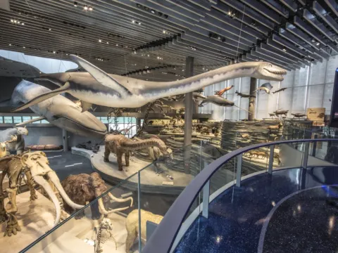 上海自然博物館