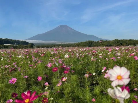 山中湖花之都公園~清流之里
