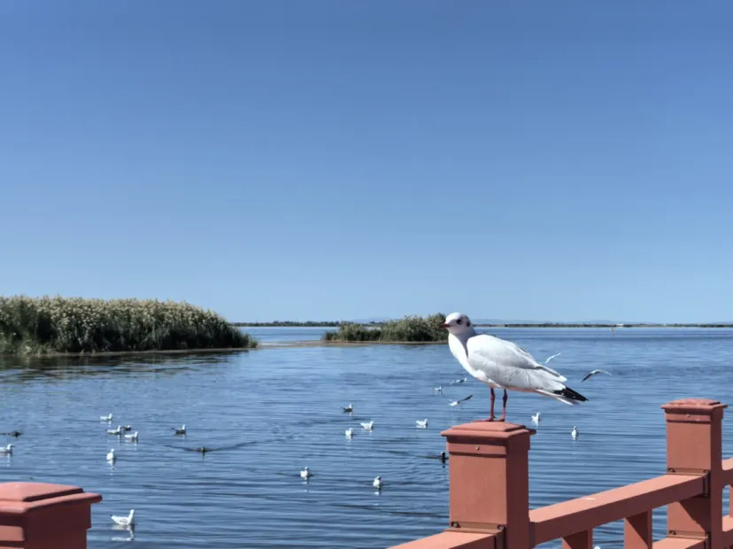 烏梁素海