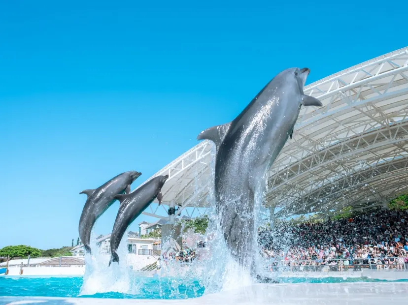 沖繩美麗海水族館~海豚表演