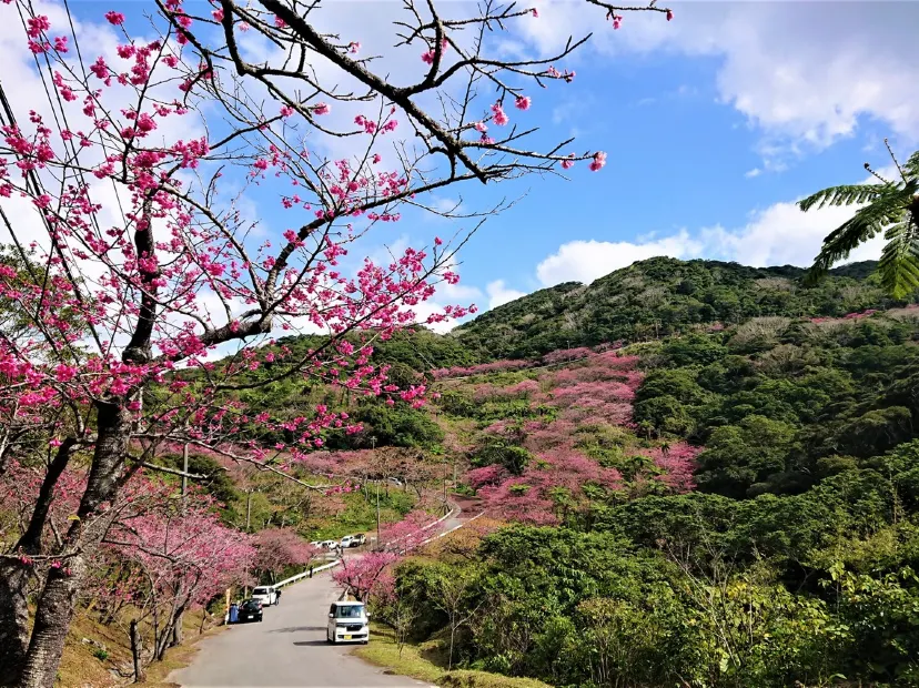 八重岳櫻之森公園