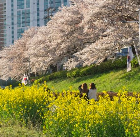 慶尚道+釜山5天花漾之旅 ※【春日賞花】普門湖觀光園地、溫泉川市民公園、瞻星台~大陵苑~東宮與月池、海雲台迎月路、大渚生態公園、海雲台RiverCruise遊船、松島海上天空步道+纜車+龍宮雲橋