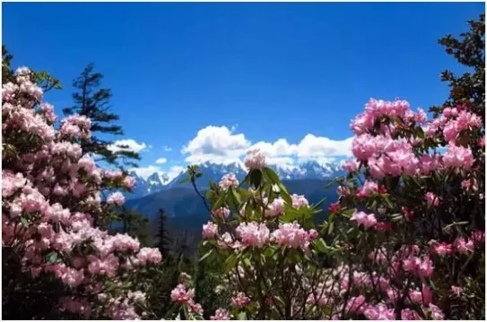 每年4至6月螺溝的高山杜鵑盛開