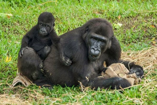 臺北市立動物園