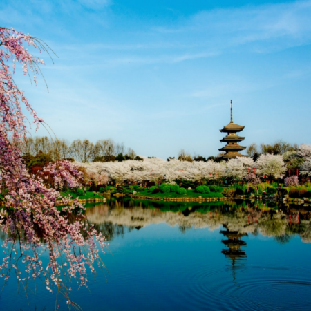 【5鑽】春賞粉櫻●醉美花海 世紀遊輪、長江三峽、重慶、宜昌、武漢賞櫻7天團 (船上入住3-4樓江景露台房) ※長江三峽(下水)、三峽大壩升船機、東湖磨山櫻花園、豐都鬼城、《烽煙三國》大型實景演出