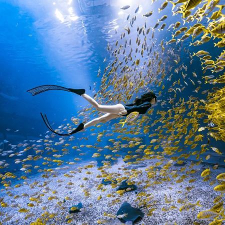 2025年全新開業「深圳前海華發冰雪世界」+2024年開業「小梅沙海洋世界」+惠州唐朝主題打卡地「燈船大唐不夜城」【金湯蟹皇魚翅羹+荔枝柴燒鵝宴】【玻璃爆汁乳鴿+鹽田海鮮風味宴】惠州深圳純玩3天團 