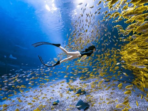 2025年全新開業「深圳前海華發冰雪世界」+2024年開業「小梅沙海洋世界」+惠州唐朝主題打卡地「燈船大唐不夜城」【金湯蟹皇魚翅羹+荔枝柴燒鵝宴】【玻璃爆汁乳鴿+鹽田海鮮風味宴】惠州深圳純玩3天團 