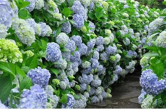 Camelliahill 山茶花之丘