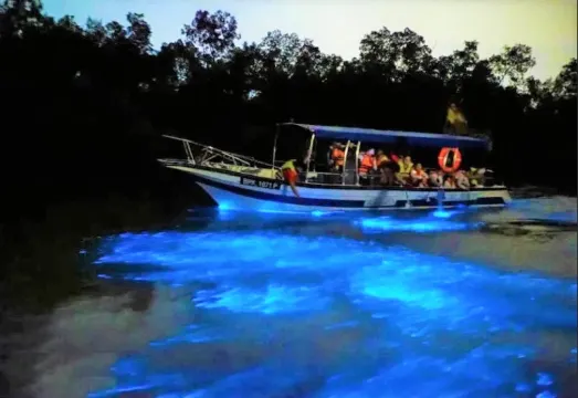 欣賞海洋生物藍眼淚