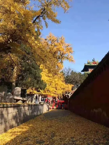 少林寺銀杏