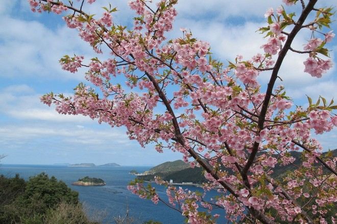 四浦半島 河津櫻花祭
