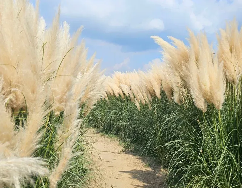 大渚生態公園