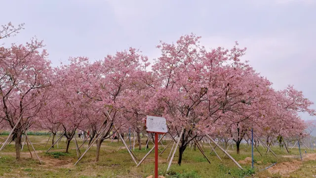 天適櫻花悠樂園