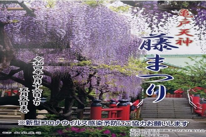 龜戶天神社~紫藤花祭