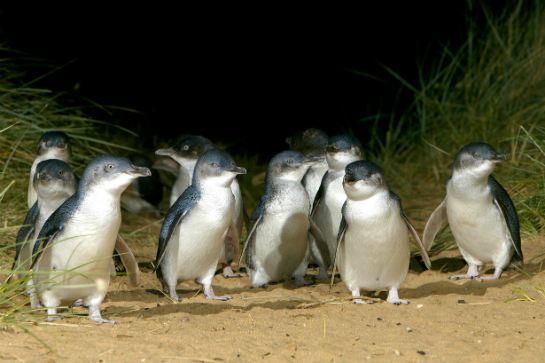 夜觀神仙企鵝回巢