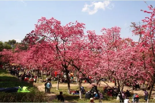 圓通山景區~櫻花