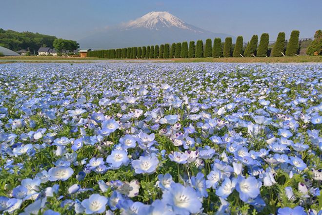 山中湖花之都公園~清流之里