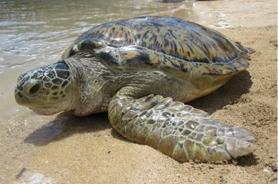 乘坐玻璃底船觀賞珊瑚