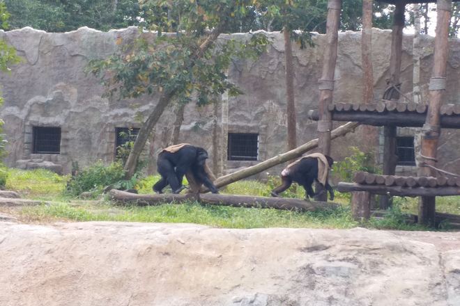 富國島Vinpearl Safari