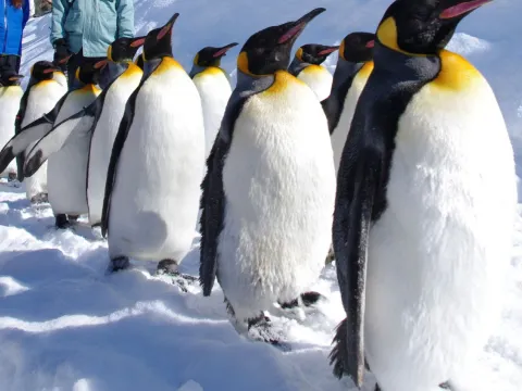 「日本人氣No.1」旭山動物園