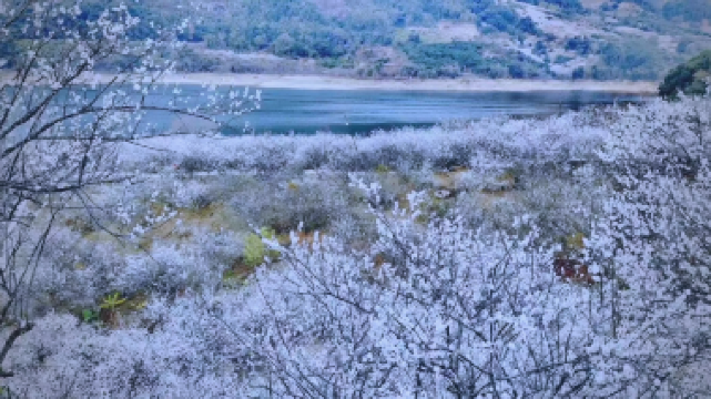 《冬日溫泉+冰雪世界+梅花節+高鐵》新豐溫德姆花園酒店(獨立露台溫泉泡池房+無限次浸泡溫泉)+廣州增城凱悅酒店 四季果園(任摘任食砂糖橘) 2晚享用【酒店自助晚餐】廣州新豐冬日美景純玩3天團