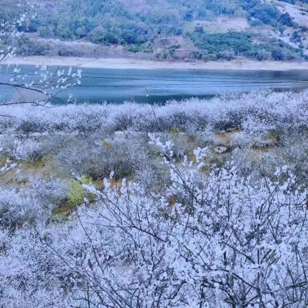 《冬日溫泉+冰雪世界+梅花節+高鐵》新豐溫德姆花園酒店(獨立露台溫泉泡池房+無限次浸泡溫泉)+廣州增城凱悅酒店 四季果園(任摘任食砂糖橘) 2晚享用【酒店自助晚餐】廣州新豐冬日美景純玩3天團