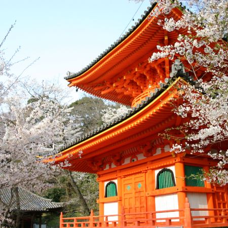 京阪神 春日花見6天寫意之旅  美山町~茅屋之里、「世界文化遺產」平等院(賞櫻及紫籐花)、嵐山風景區~渡月橋/嵐電櫻花列車、「賞櫻名所百選」紀三井寺、和歌山電鐵貓站長車站~乘特色觀光列