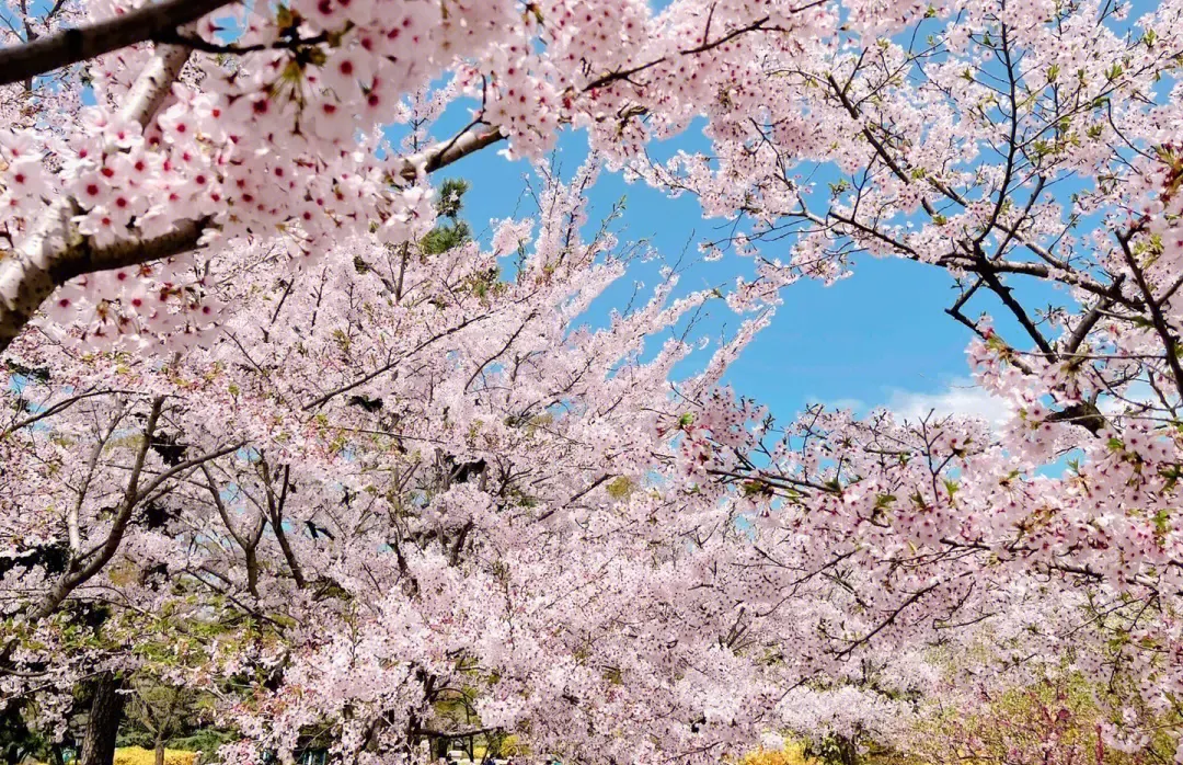 青島中山公園賞櫻花
