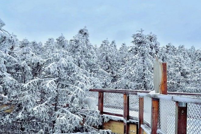 仙女山樹頂漫步