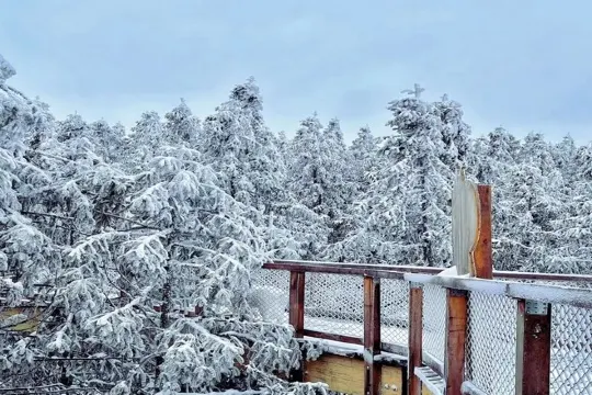 仙女山樹頂漫步