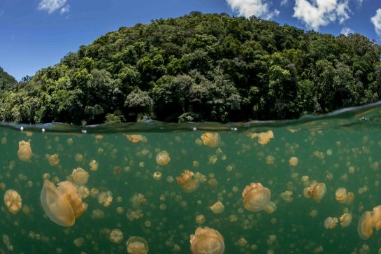 水母湖生態探秘