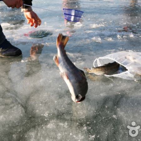 江原道+首爾 冬日滑雪6天之旅 ※【High1 Resort +冬日滑雪體驗+觀光纜車～Mountain Top瞭望塔】華川山鱒魚慶典、晨靜樹木園~五色星光庭園展、樂天世界+水族館、士多啤梨園、南怡島