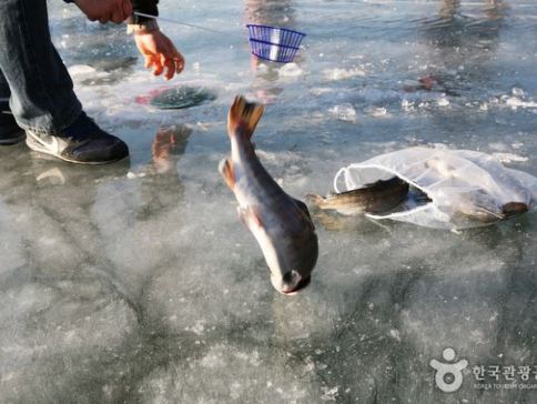 江原道+首爾 冬日滑雪6天之旅 ※【High1 Resort +冬日滑雪體驗+觀光纜車～Mountain Top瞭望塔】華川山鱒魚慶典、晨靜樹木園~五色星光庭園展、樂天世界+水族館、士多啤梨園、南怡島