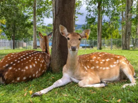 鹿境生態梅花鹿園
