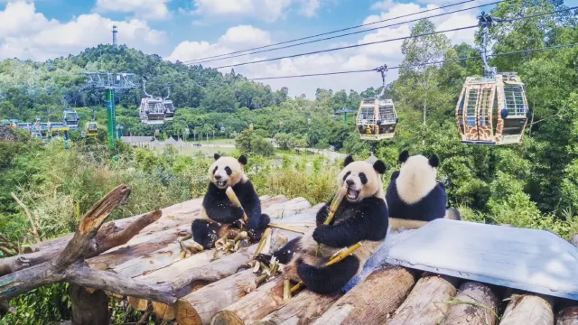 長隆野生動物世界