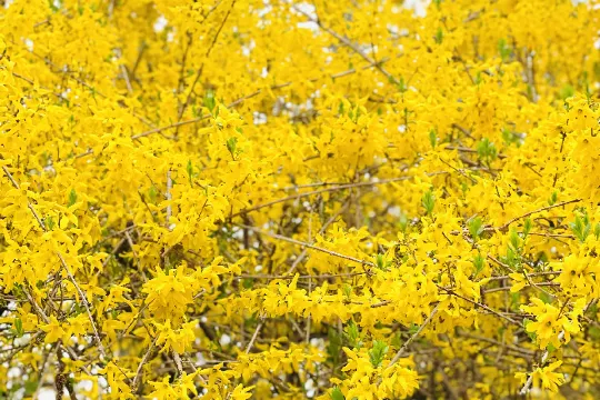 奧林匹克森林公園