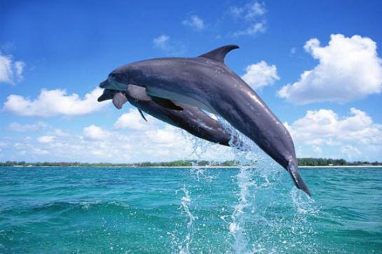 ABC沙灘俱樂部海豚追蹤