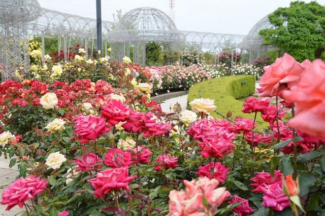 小田原FLOWER GARDEN