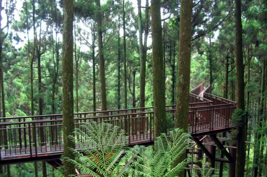 溪頭自然教育園區空中走廊