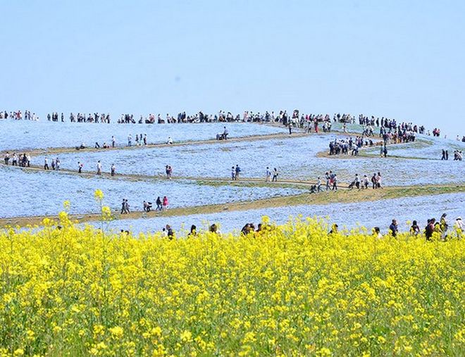 日立海濱公園_粉蝶花及油菜花