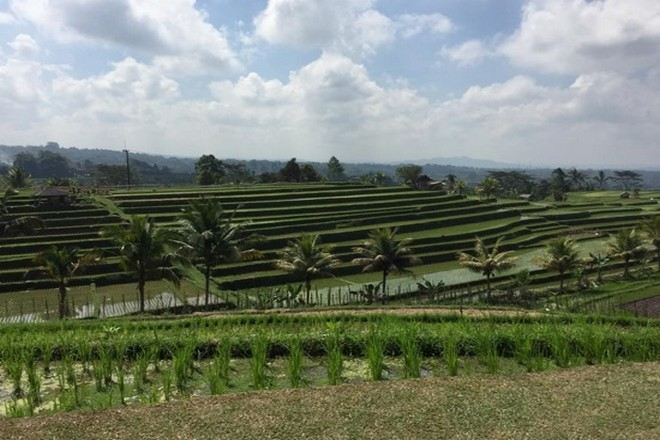 【UNESCO世界文化遺產】JATILUWIH 水稻梯田