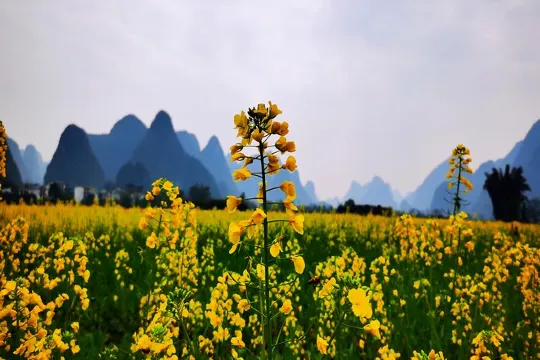 漫步遇龍河賞油菜花