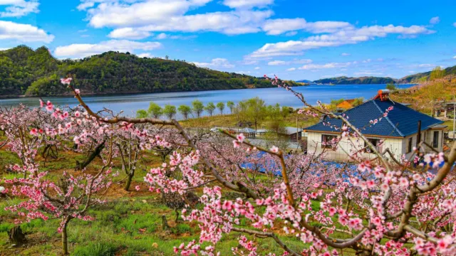 丹東河口景區桃花