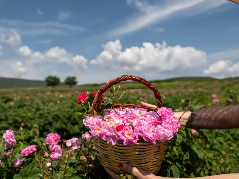 保加利亞_玫瑰谷